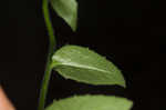 Pale spike lobelia